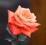 rose, flower background, orange rose, rose flower, orange flower, flower, bloom, blossom, botany, flora, beautiful flowers, garden, nature, flower wallpaper, dewdrops, water drops